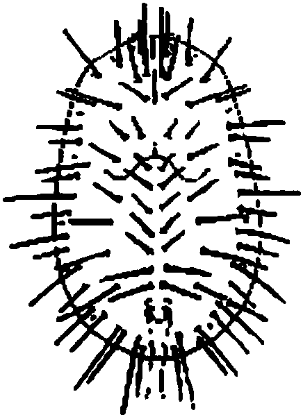 13.椰子刺粉虱